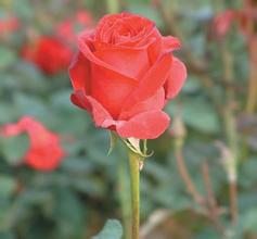 ���������ƾ߶ľ���Ƶ��ϰ��ƽ:������������Ҫ������ �����л�ɫ����...